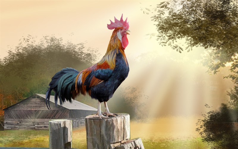 Morning-rooster-trees-hut-art-picture_1280x800.jpg
