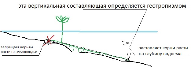 векторы направления роста корней.jpg