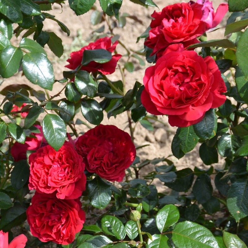 Rose Clos Vougeot