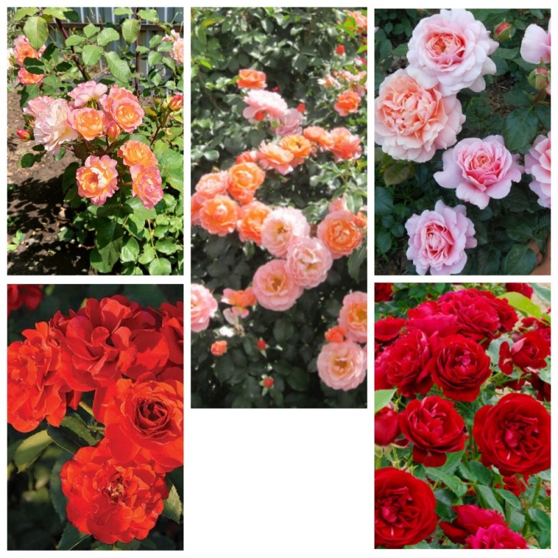 Evelyn Fison, Rose Clos Vougeot