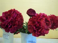 DSC03897 (Small).JPG