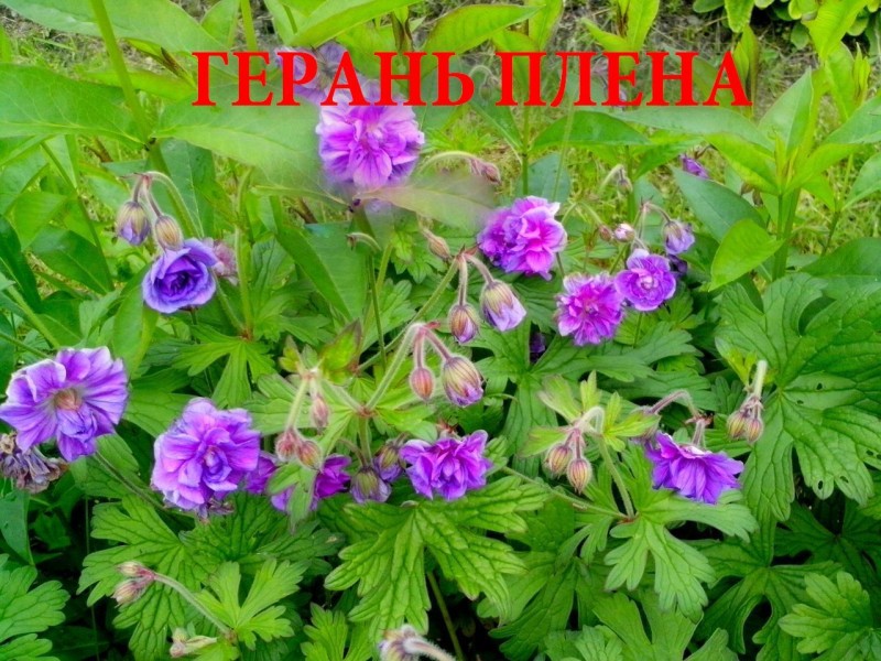 Герань Плена.jpg