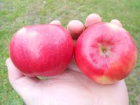 Honey crisp.jpg