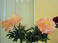 DSC03905 (Small).JPG