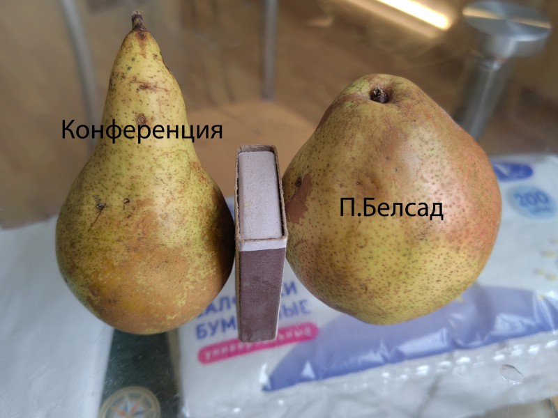 IMG_20231225_Конференция,П.Белсад.jpg