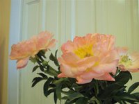 DSC03909 (Small).JPG