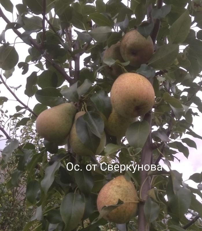 Это в 21 году.