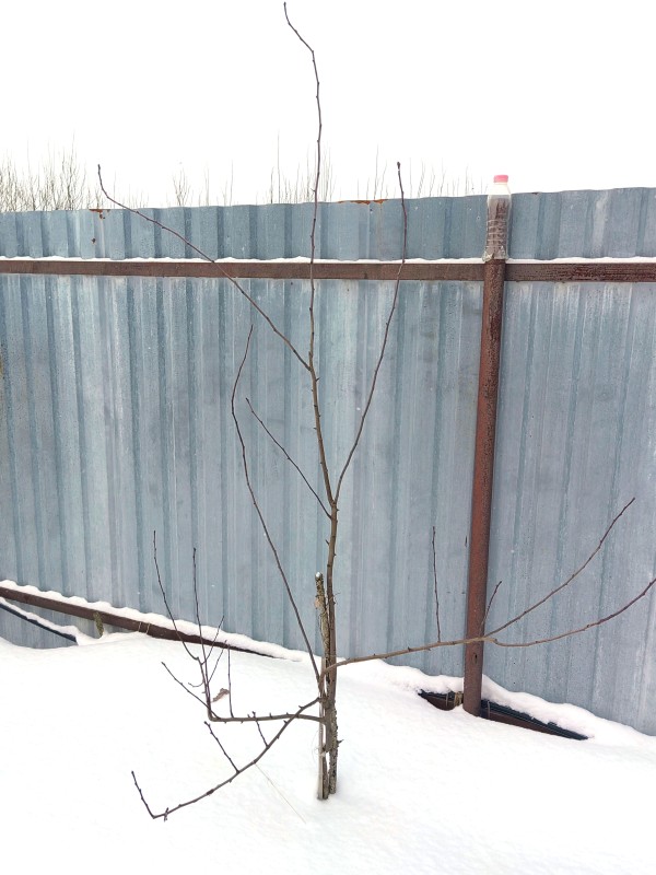 на сеянце
