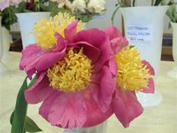 DSC03920 (Small).JPG