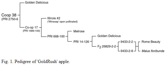Coop38_Pedigree.jpg