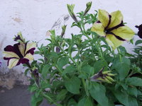DSCF5495.JPG
