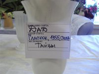 DSC03923 (Small).JPG