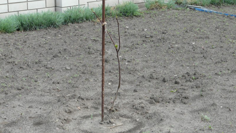 Татьяна 2013.JPG