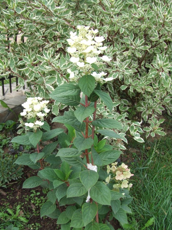 DSCF4691.JPG
