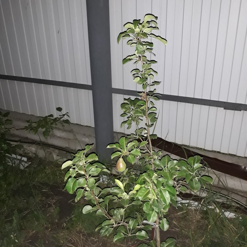 20210710_233604 Ноябрьская.jpg