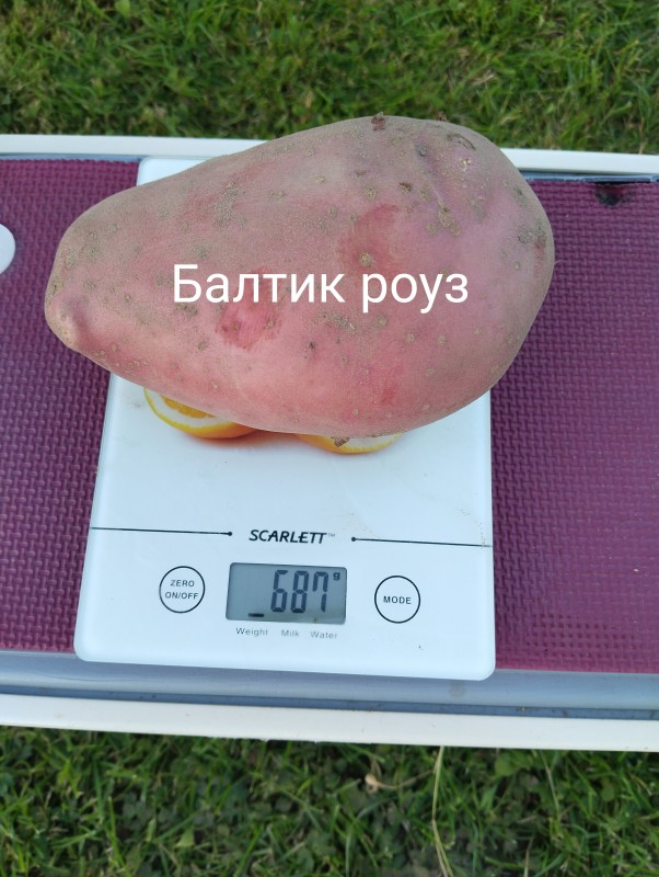 Балтик роуз1.jpg