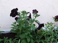 DSCF5496.JPG