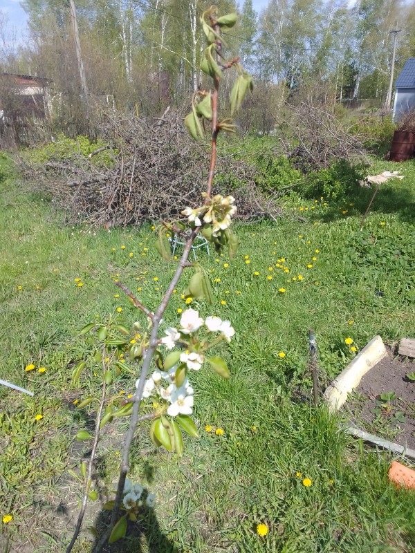 мерзлый цвет Чижовской.jpg