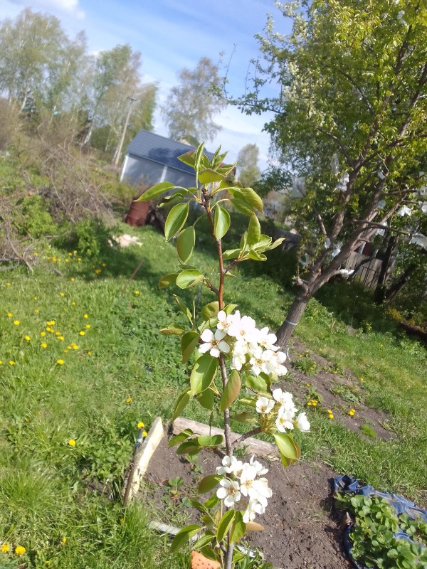 бодрая ветка Чижовской.jpg