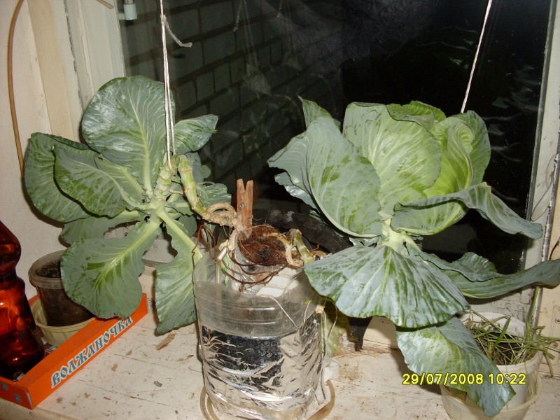 SDC13366.JPG