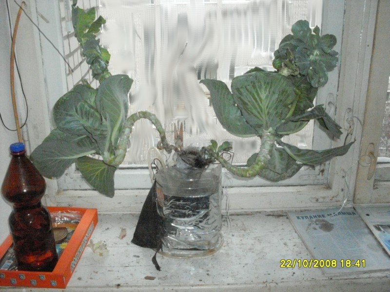 SDC13376#.JPG