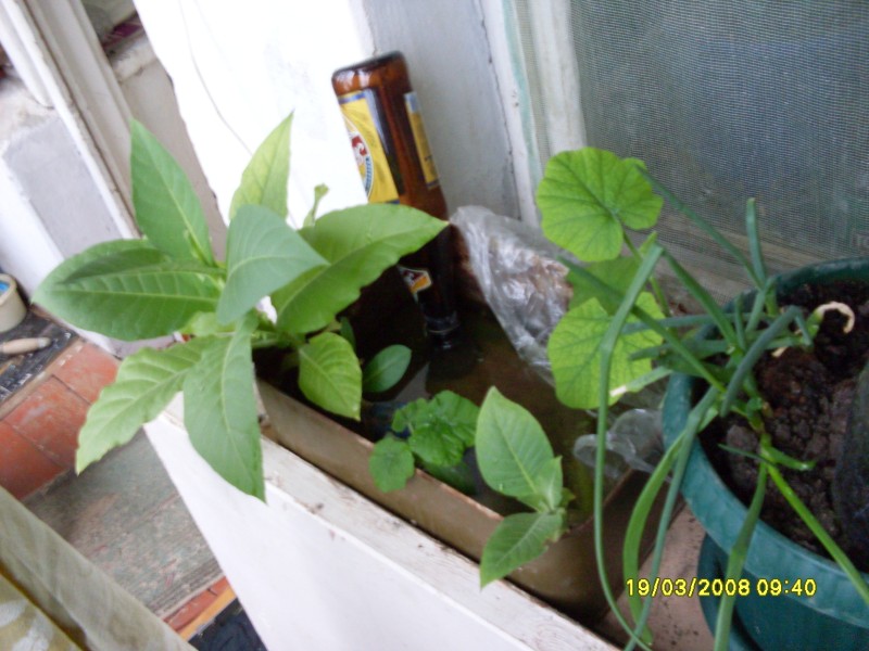 SDC13351.JPG