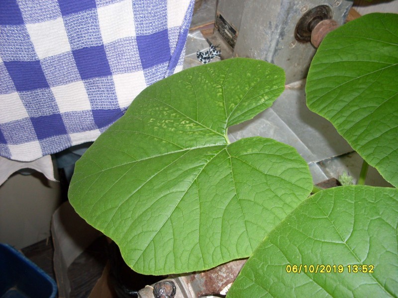 SDC13882.JPG