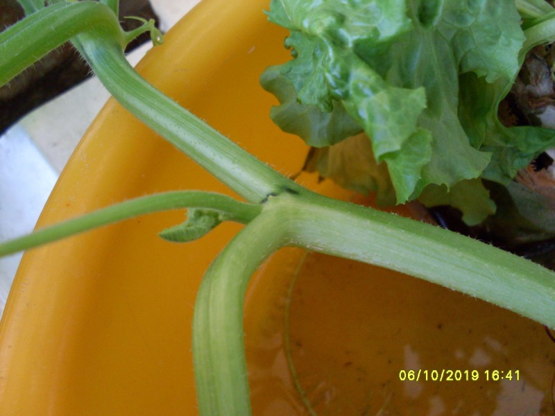 SDC13907.JPG