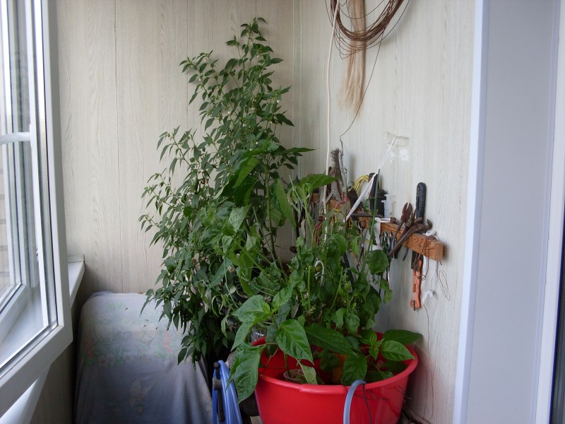 SDC14544.JPG