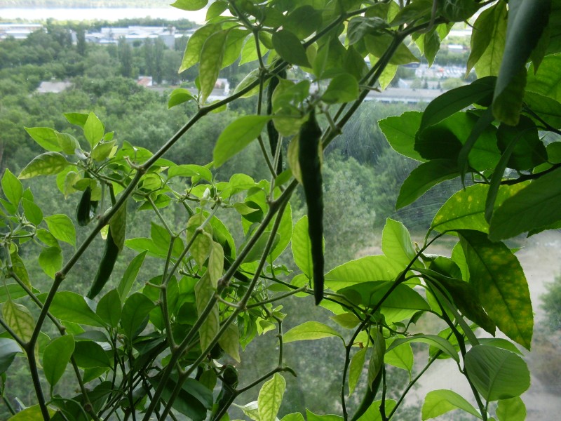 SDC14547.JPG