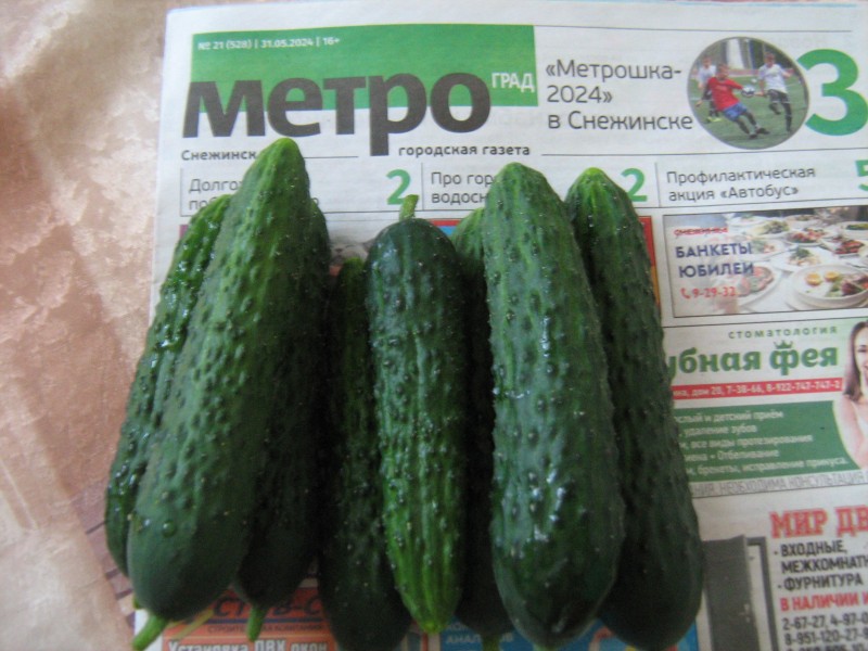 Сорт Лютый.