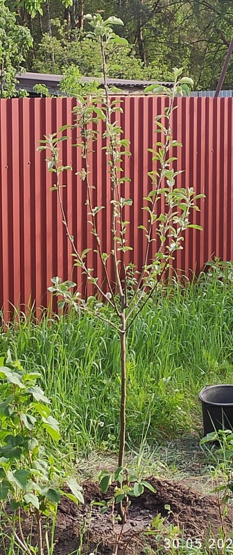 медуница (2)crop.jpg