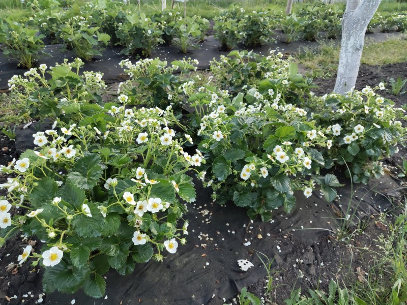 Купчиха (фото от 29.05.2024)