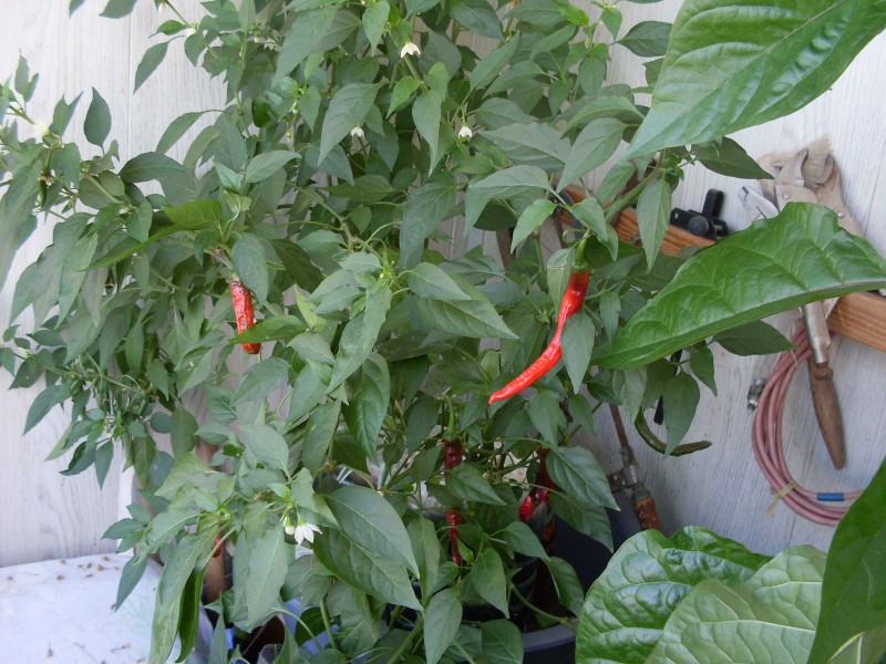 SDC14552#.JPG