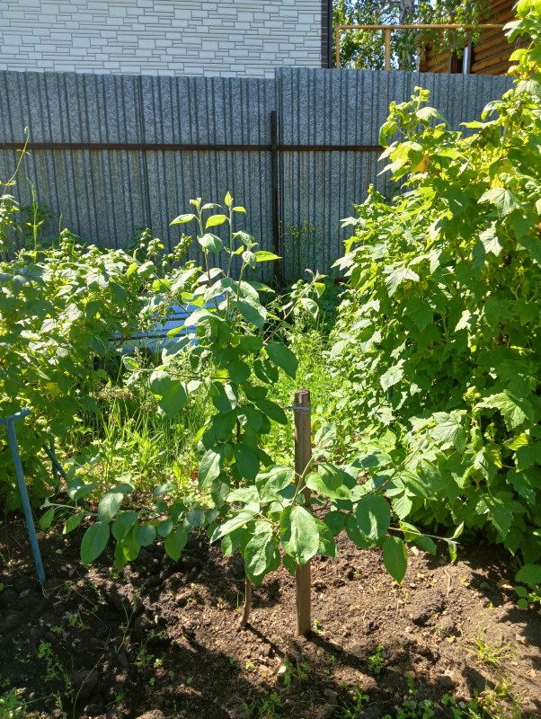 IMG20240613113107.jpg