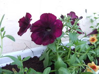 DSCF5497.JPG