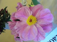DSC03944 (Small).JPG