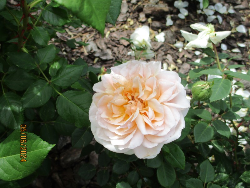 The Lady Gardener