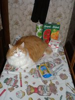 Кот под горчичку.jpg