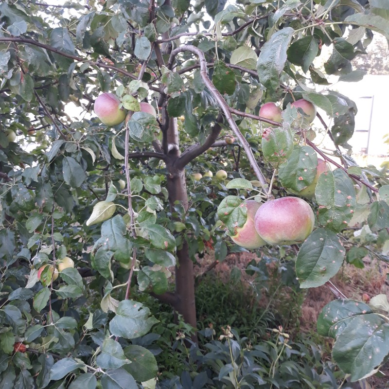 20200814_182224 Апрельское.jpg