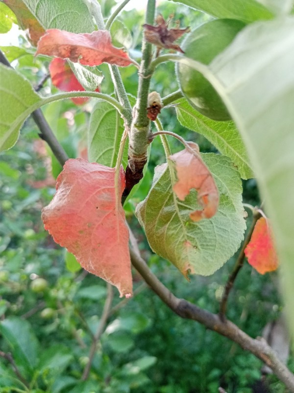 IMG20240618182017.jpg