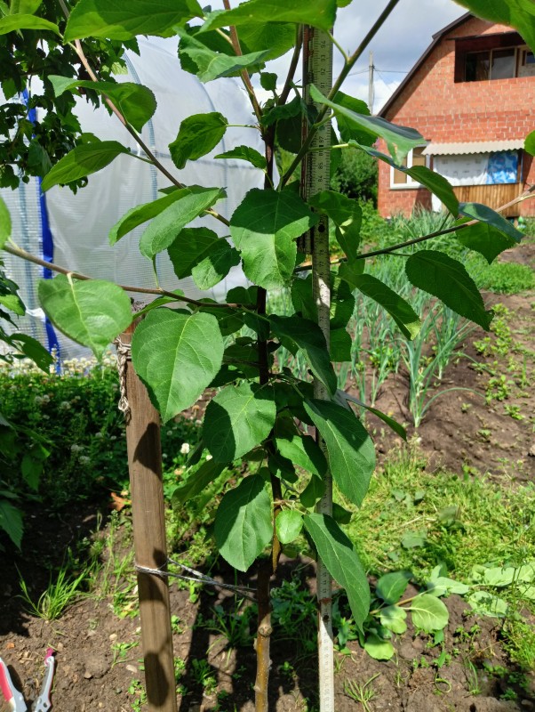 IMG20240620121733.jpg