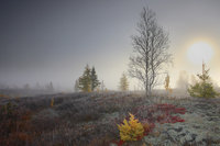 4390081_large.jpg