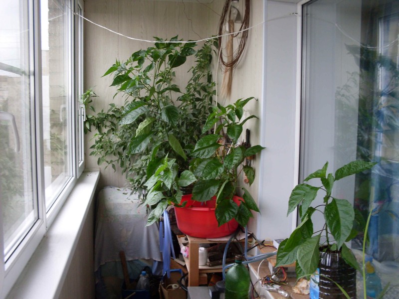SDC14575#.JPG