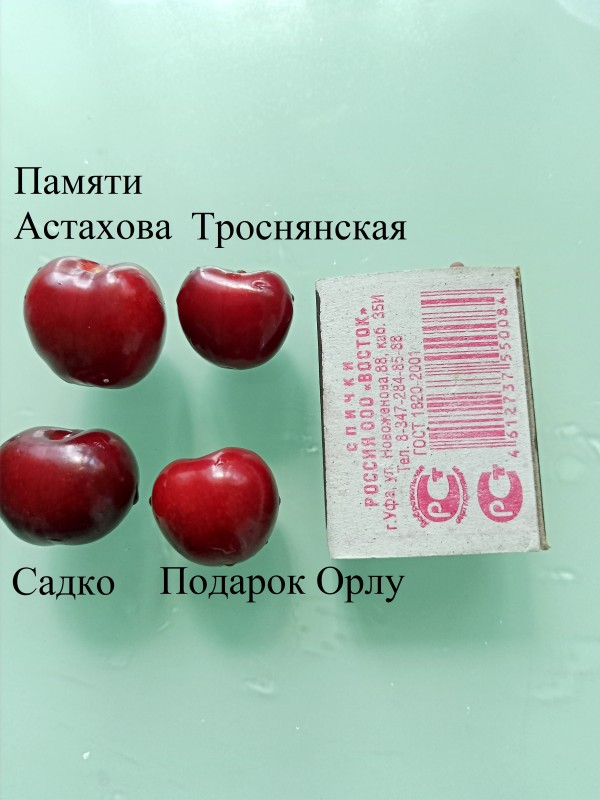 Черешня 2024.jpg
