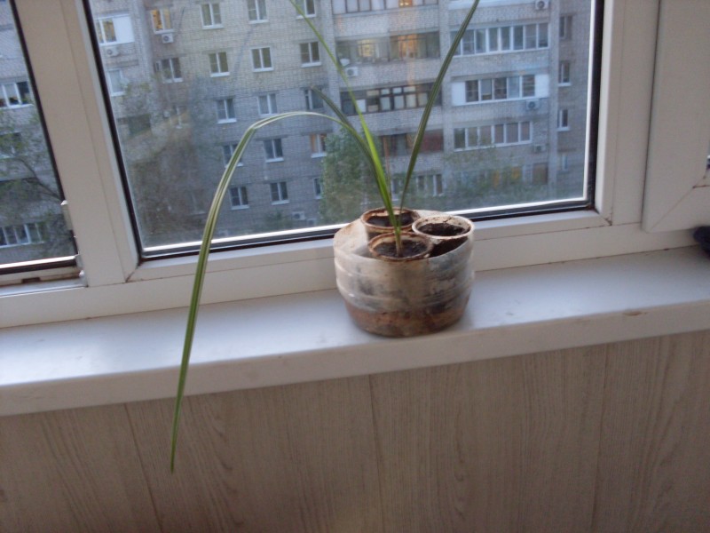 Финик из косточки