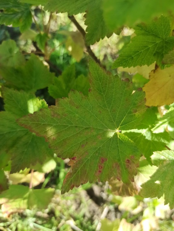 photo1716728639 (2).jpeg