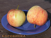 Боровинка