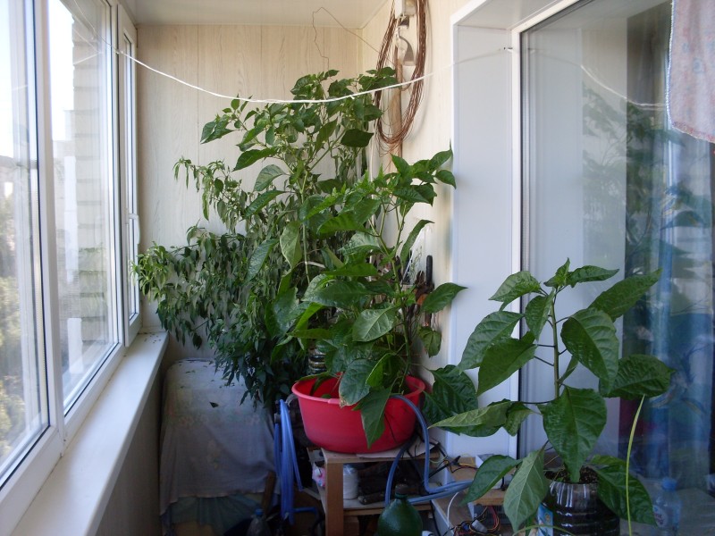 SDC14597.JPG