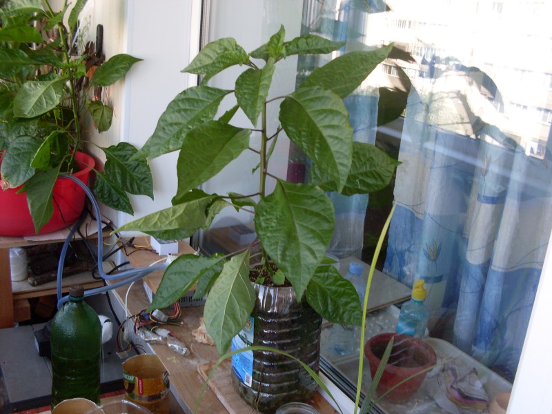 SDC14598.JPG